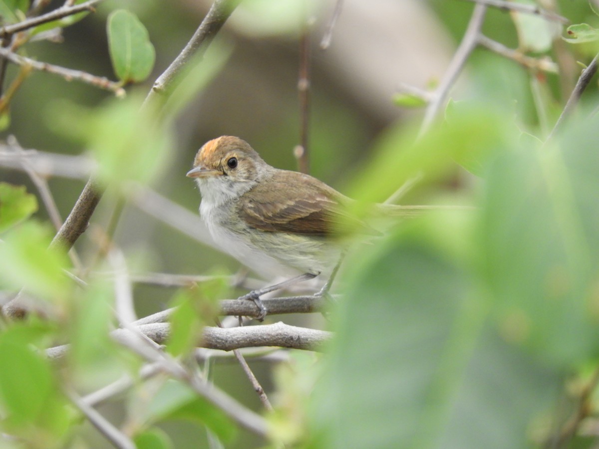Fulvous-crowned Scrub-Tyrant - ML649273453