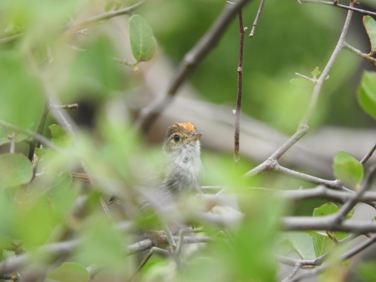 Fulvous-crowned Scrub-Tyrant - ML649273454