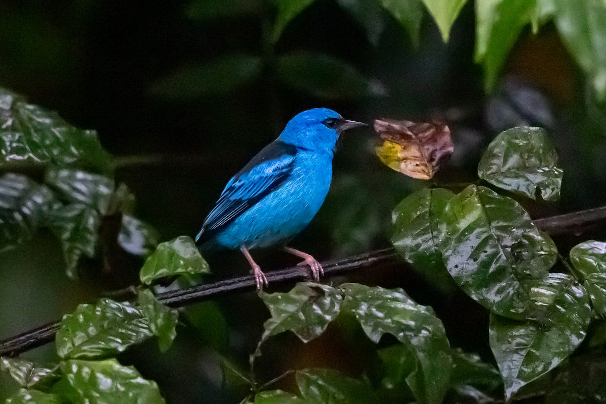 Blue Dacnis - ML649273500