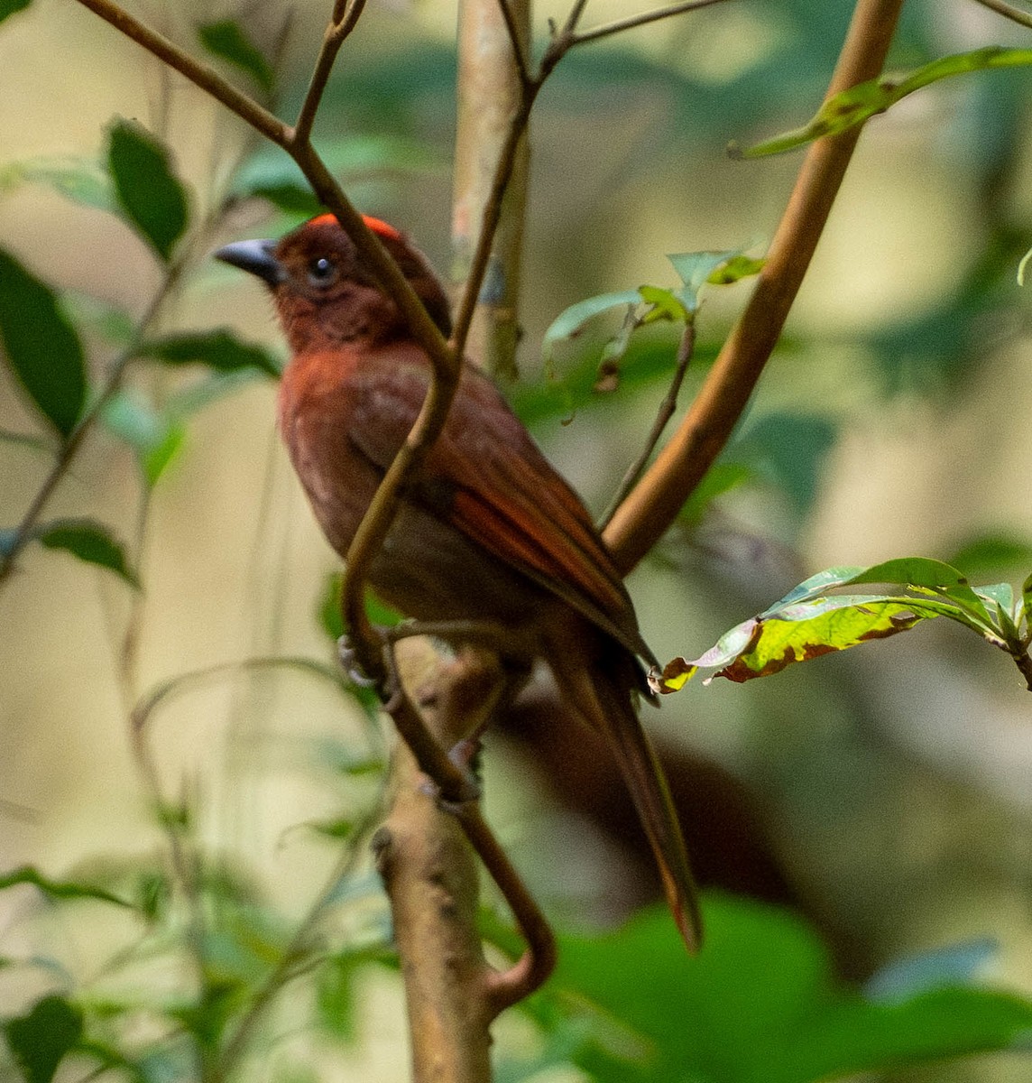 Карминная хабия - ML649273627