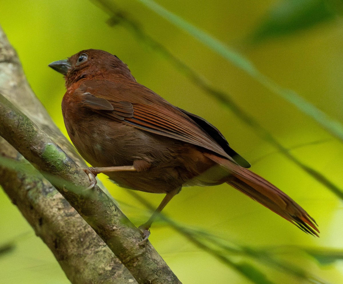 Карминная хабия - ML649273628