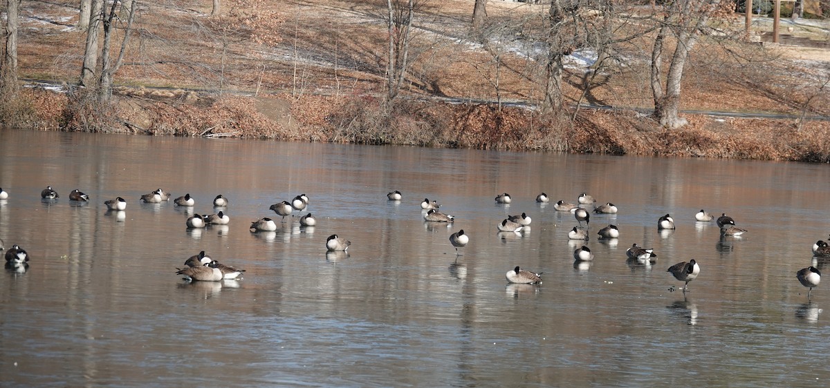 Канадская казарка - ML649273634