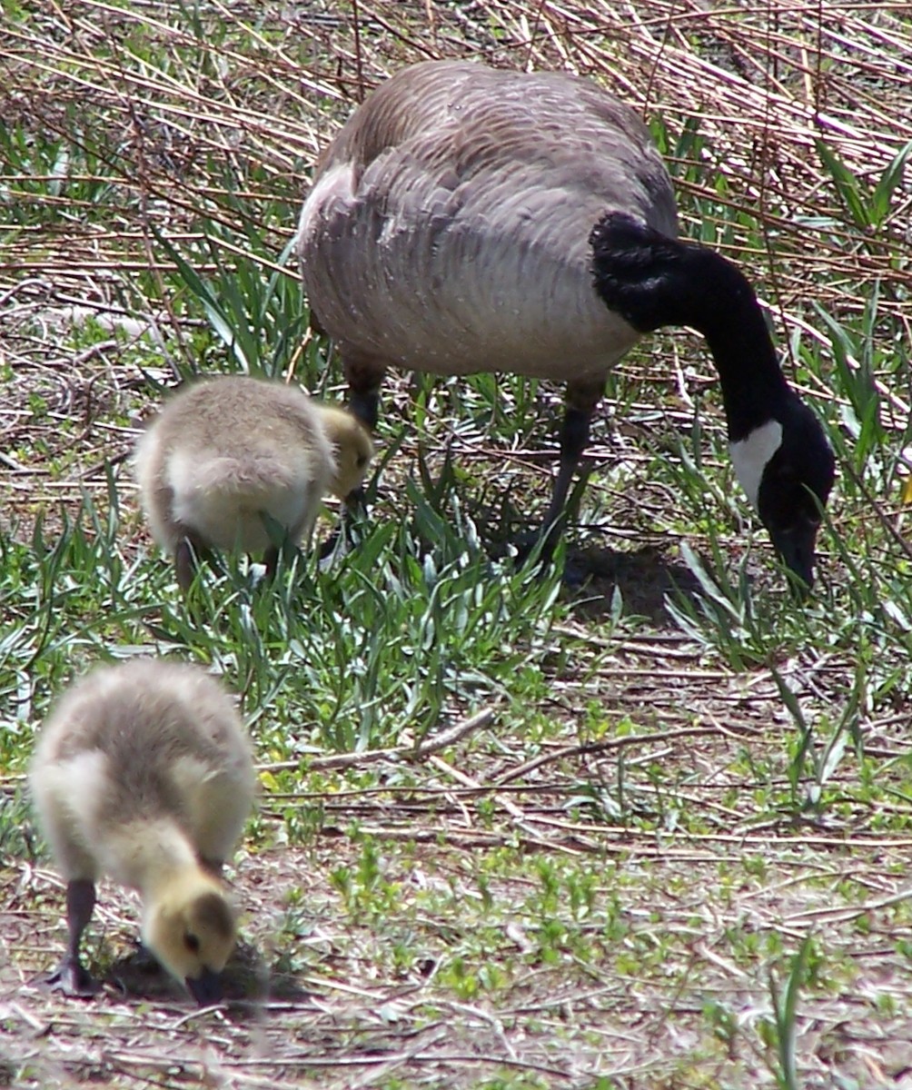 Канадская казарка - ML649273704