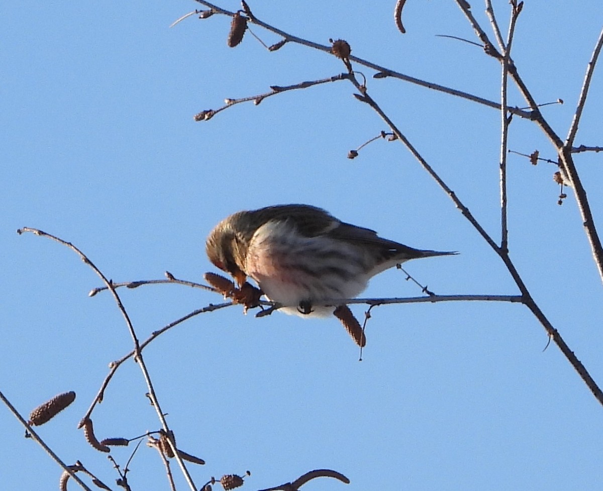 Чечітка звичайна - ML649274185