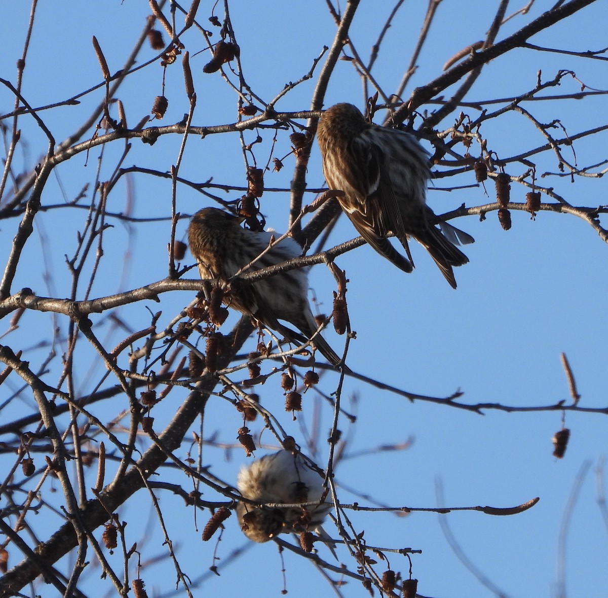 Чечітка звичайна - ML649274186