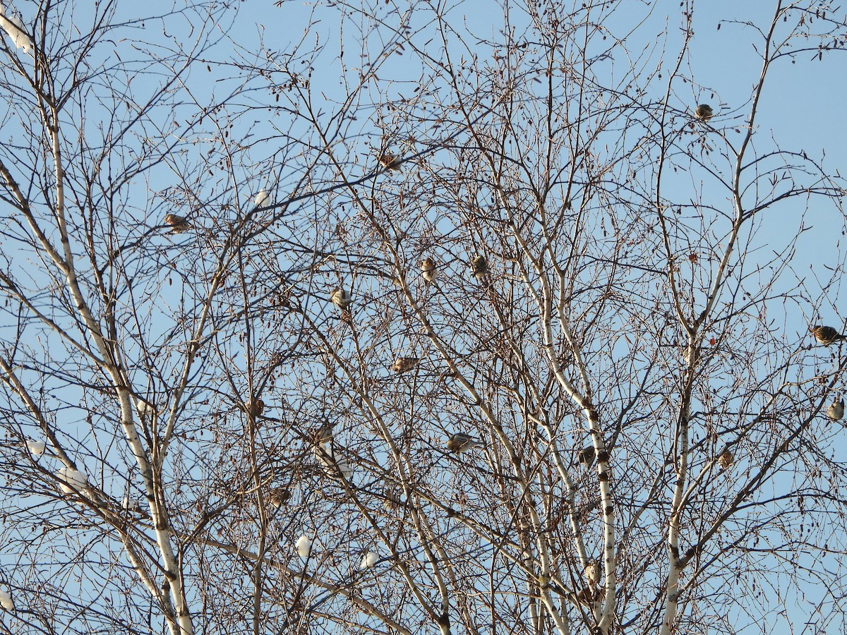 Чечітка звичайна - ML649274187