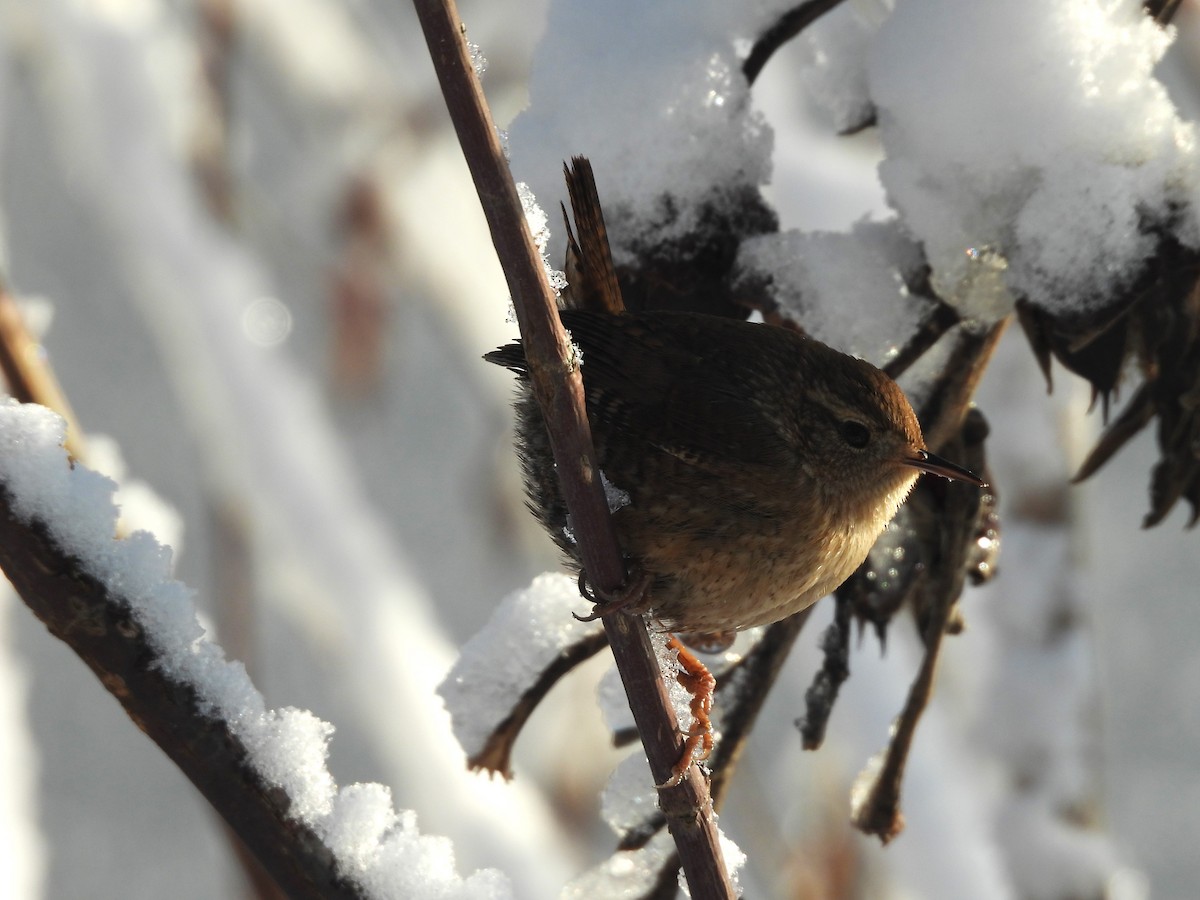 Winter Wren - ML649274287