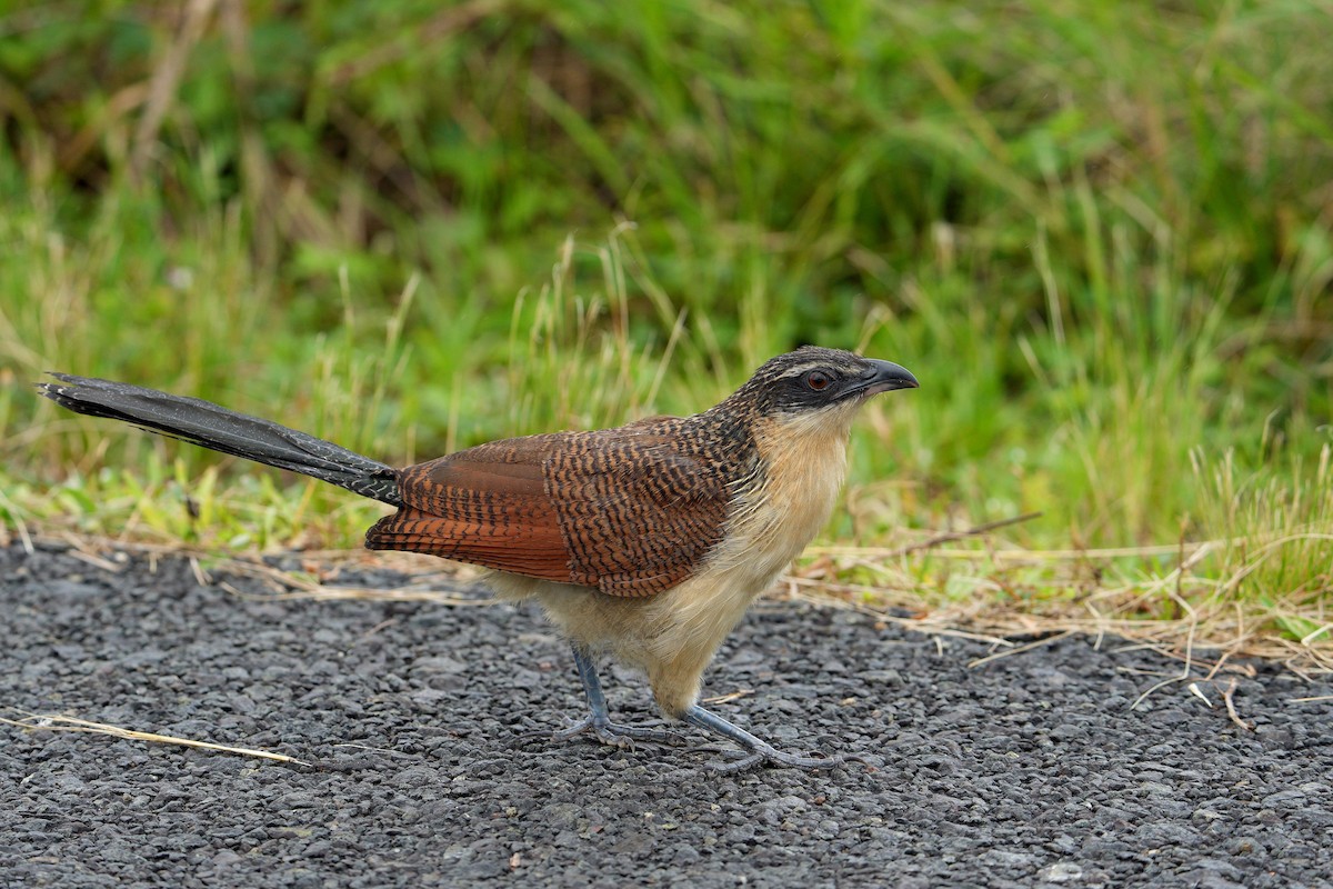 Burchell Kukalı - ML649274339