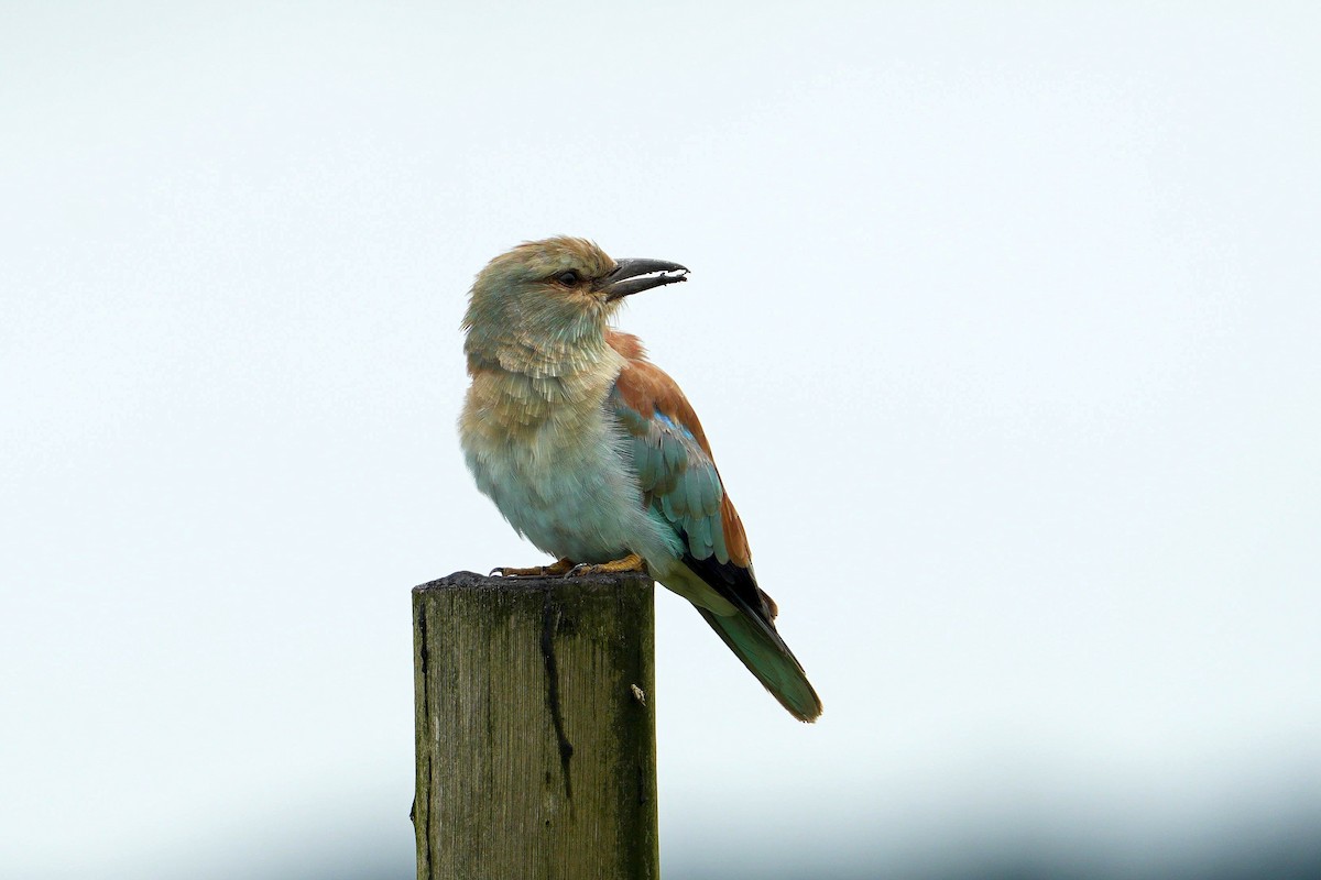 Rollier d'Europe - ML649274371