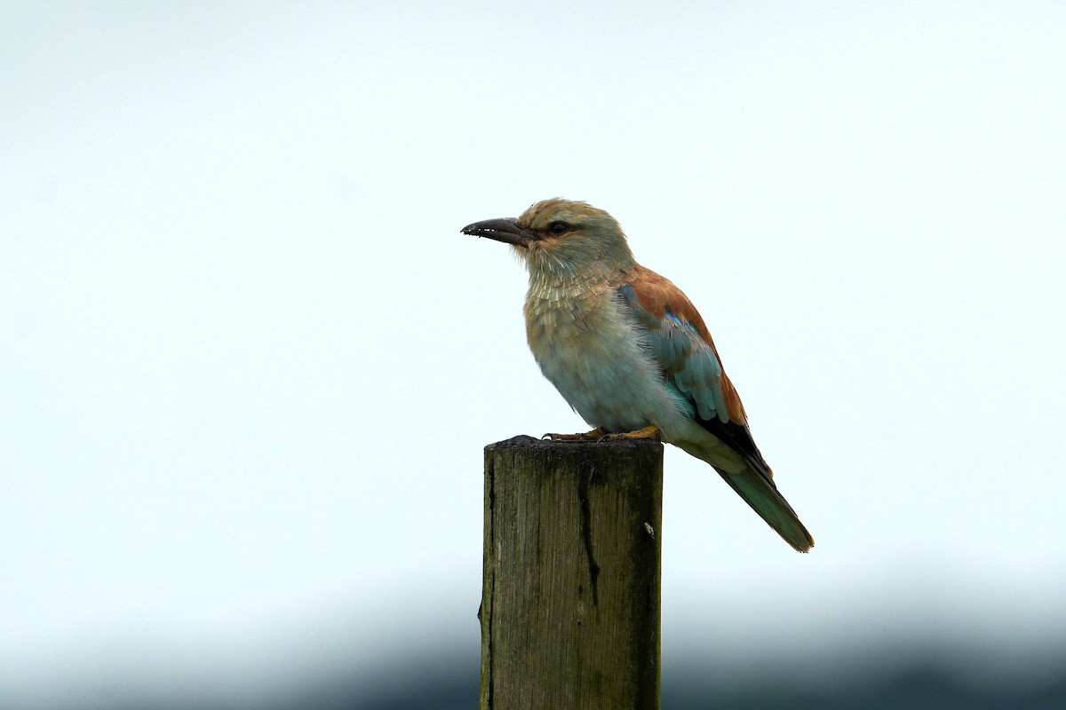 Rollier d'Europe - ML649274372