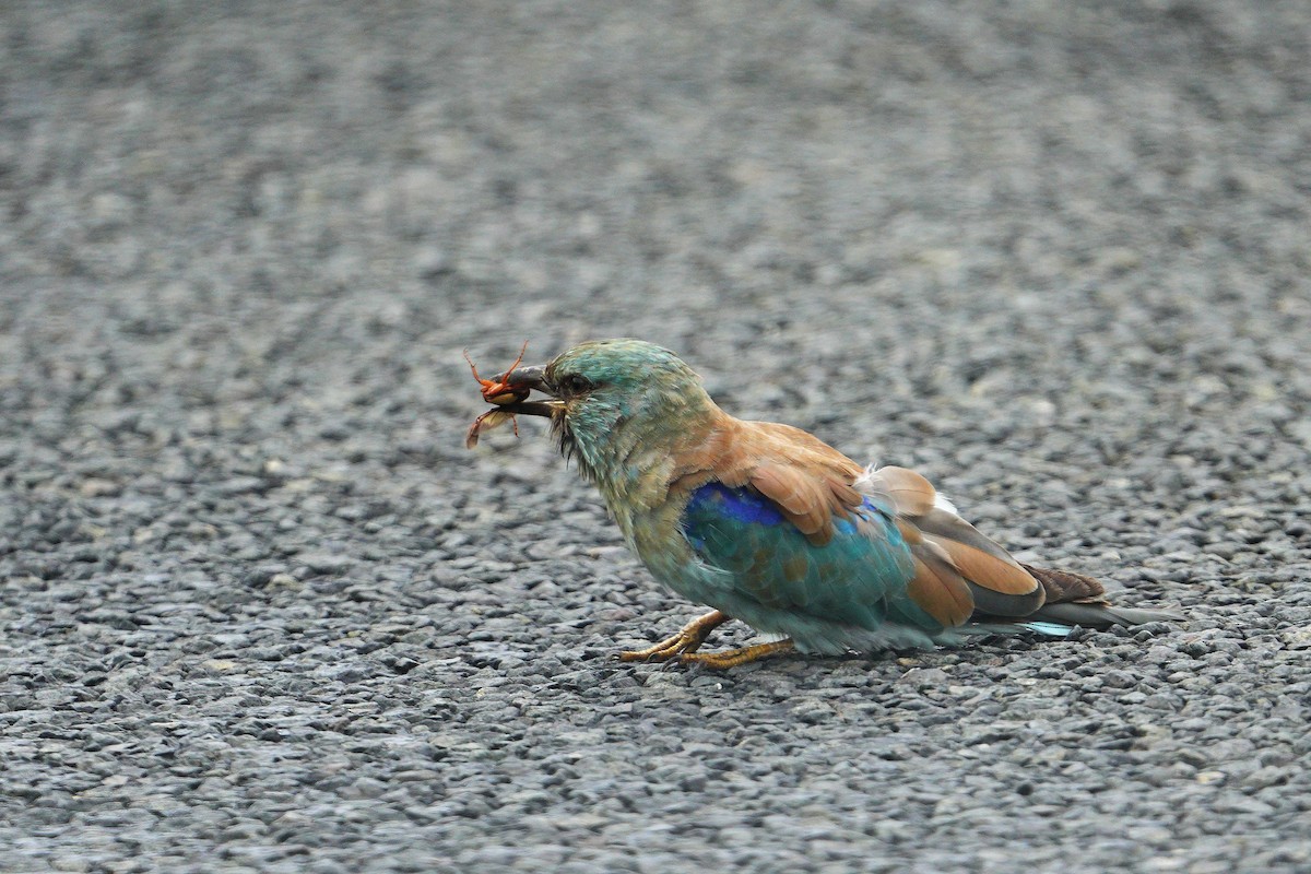 Rollier d'Europe - ML649274373