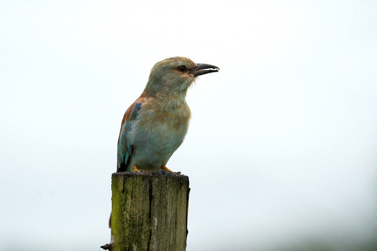 Rollier d'Europe - ML649274374