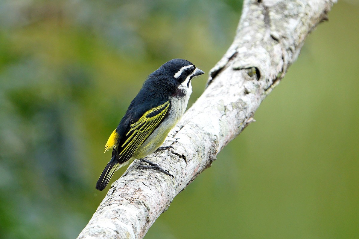 Yellow-rumped Tinkerbird - ML649274400