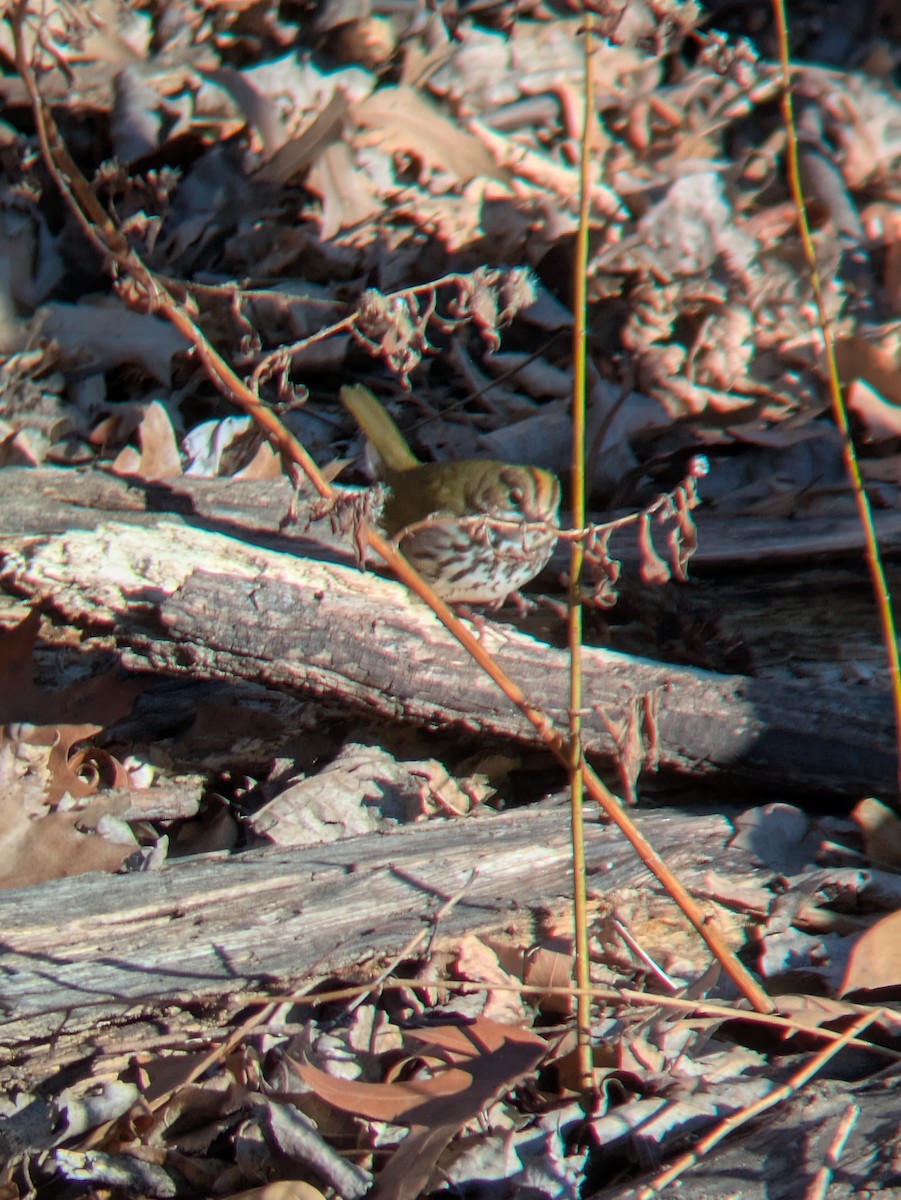 lesňáček zlatohlavý - ML649274808