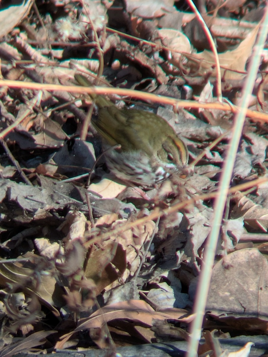 lesňáček zlatohlavý - ML649274811