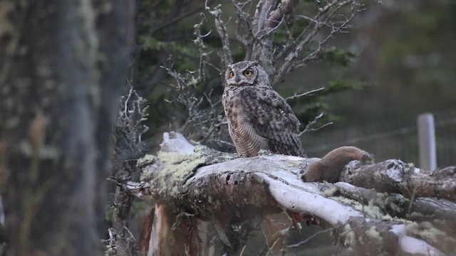 Lesser Horned Owl - ML649274906