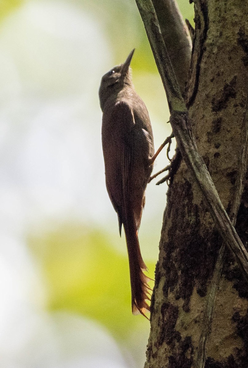 Поползневый древолаз [группа griseus] - ML649275023
