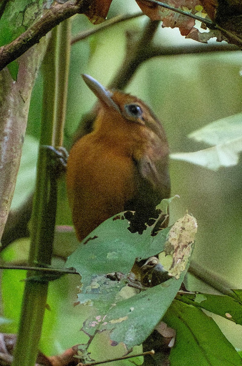 Тиранновая муравьянка - ML649275250