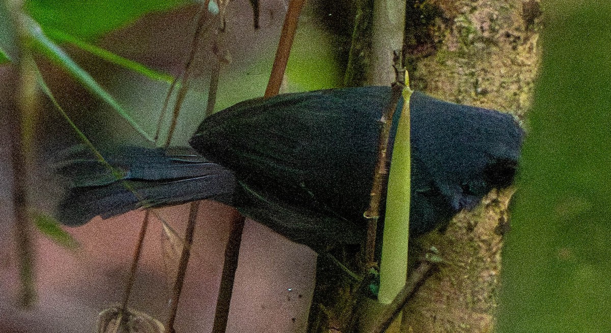 Тиранновая муравьянка - ML649275251