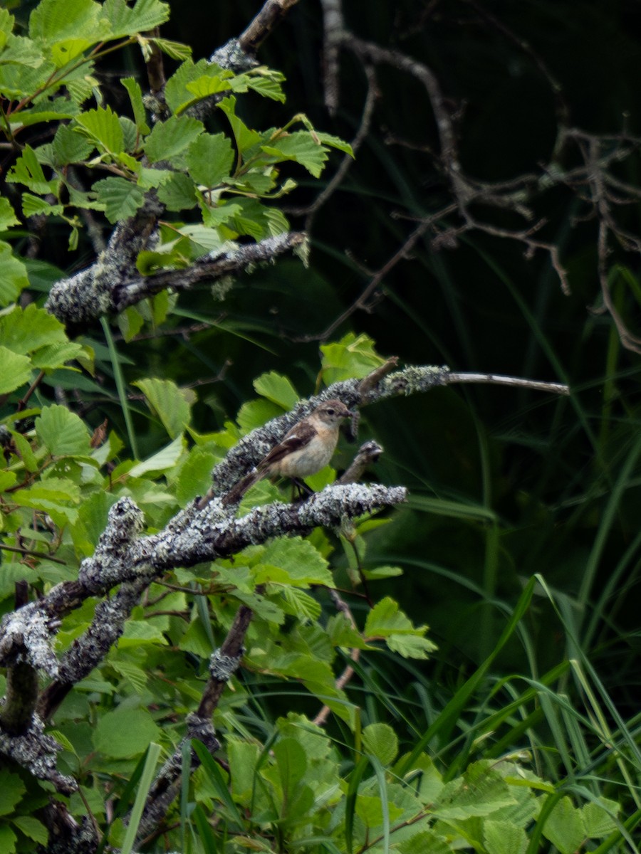 דוחל כתום-שת - ML649275265