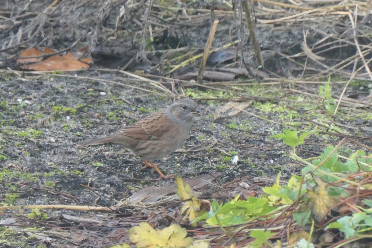 Dunnock - ML649275312