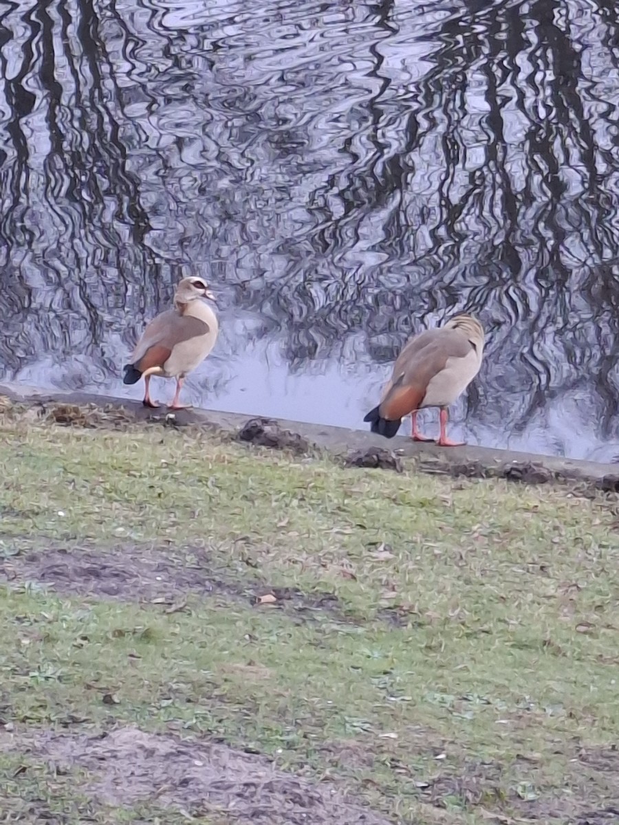 Egyptian Goose - ML649275324