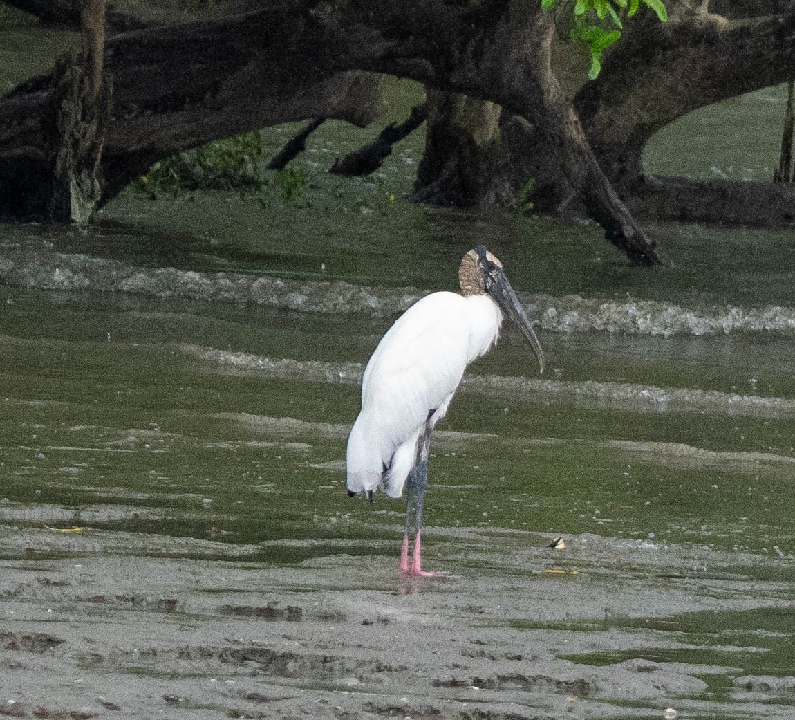 Американский клювач - ML649275359