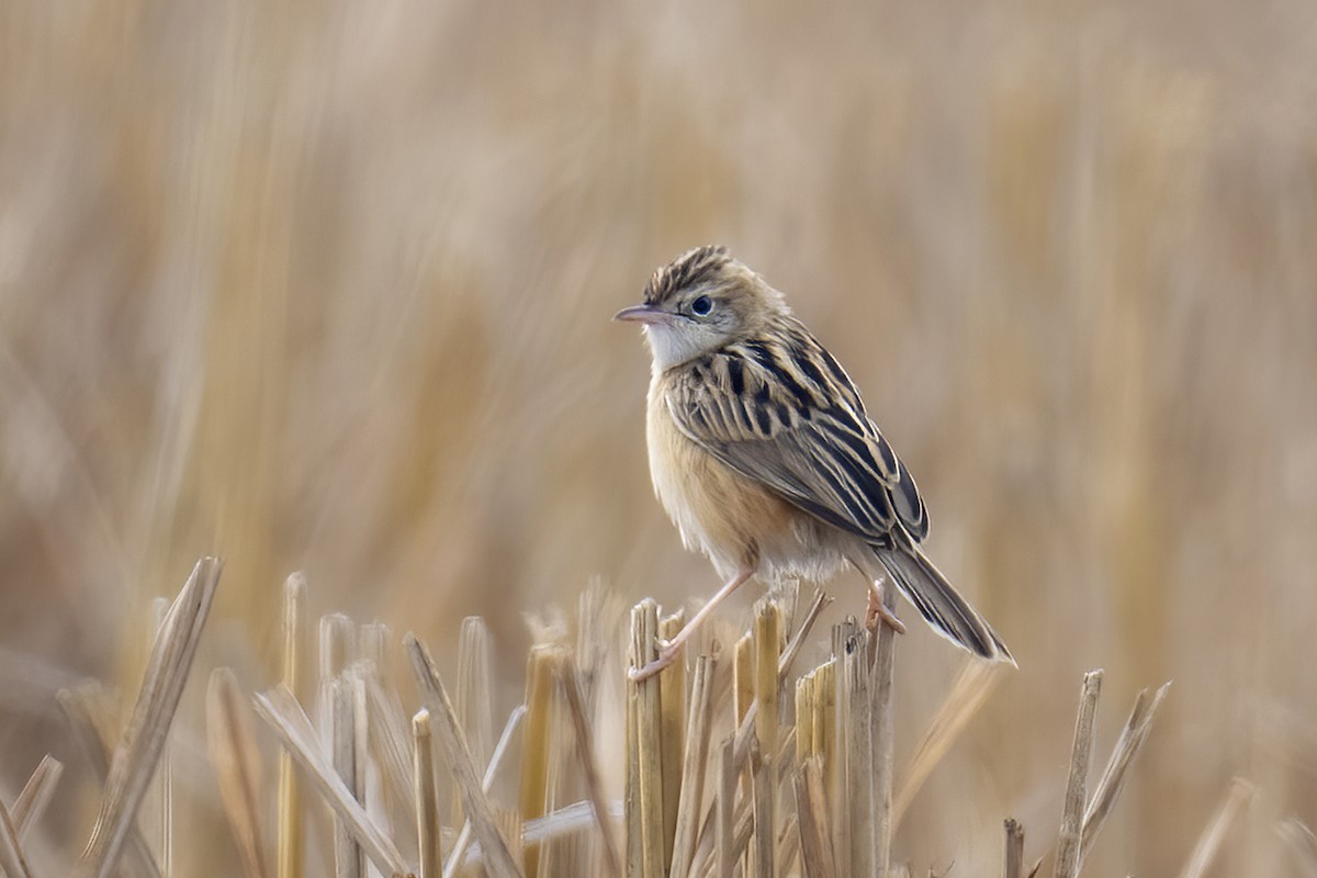 Zitting Cisticola - ML649275408