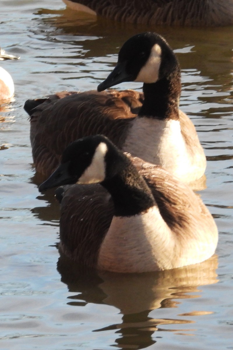 Канадская казарка - ML649275412