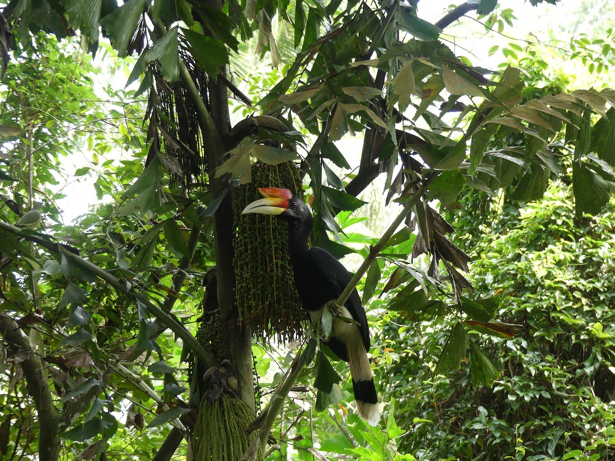 Calao rhinocéros - ML649275435