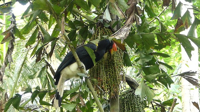 Calao rhinocéros - ML649275444