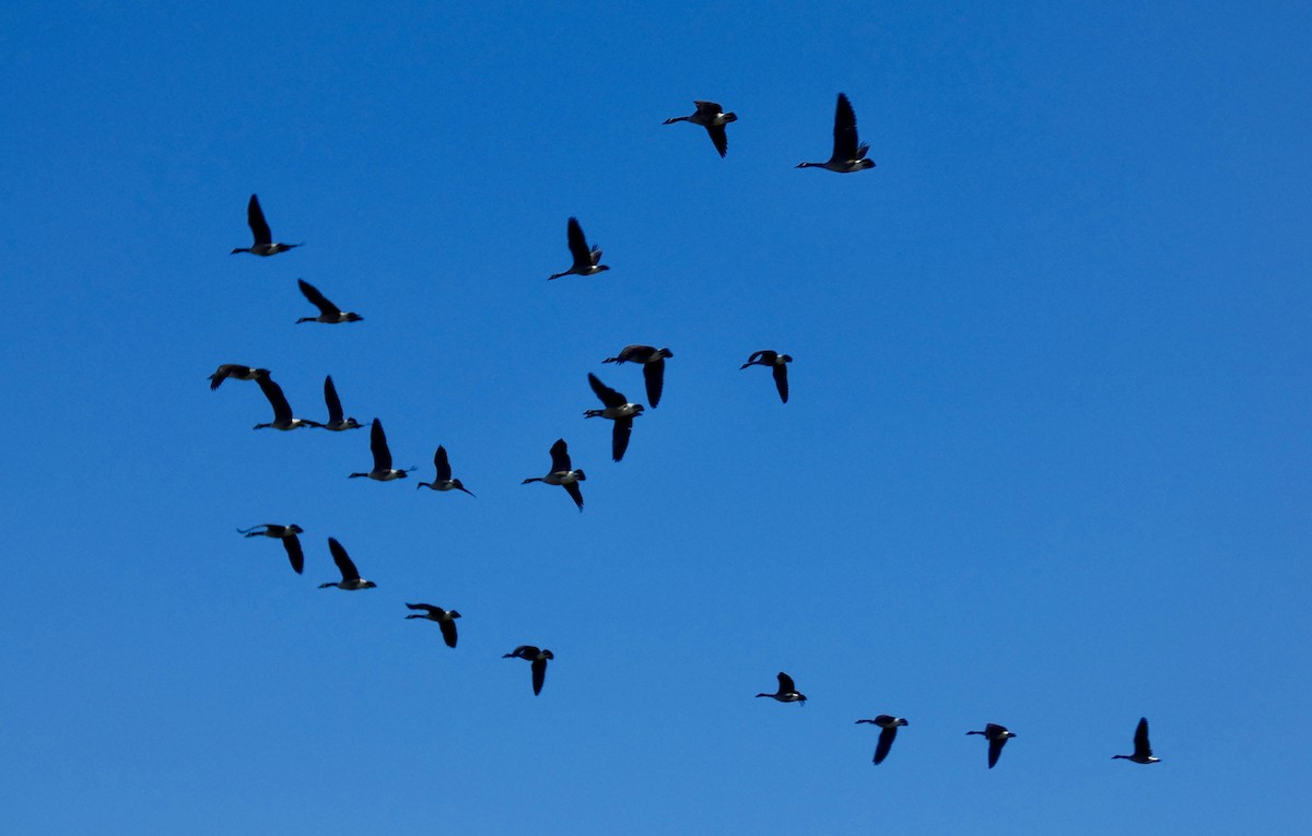 Канадская казарка - ML649275505