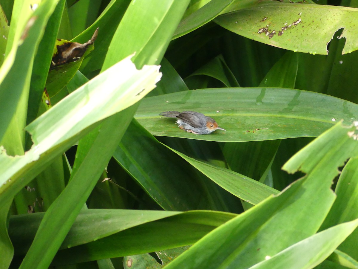 Couturière à tête rousse - ML649275527