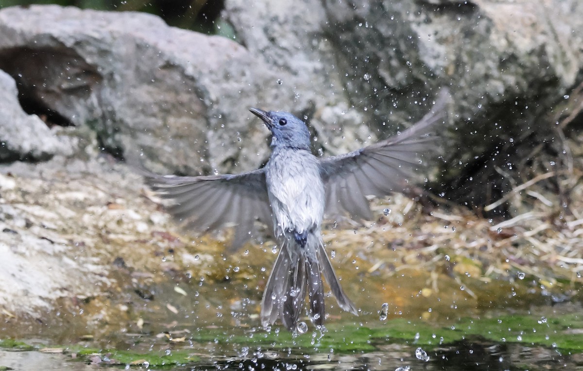 クロエリヒタキ - ML649275536