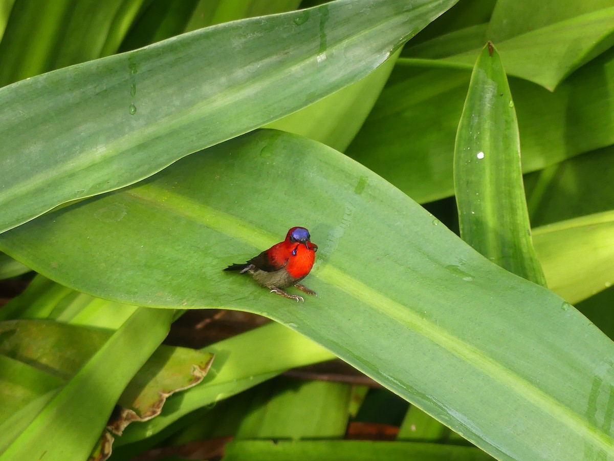 Souimanga siparaja - ML649275573