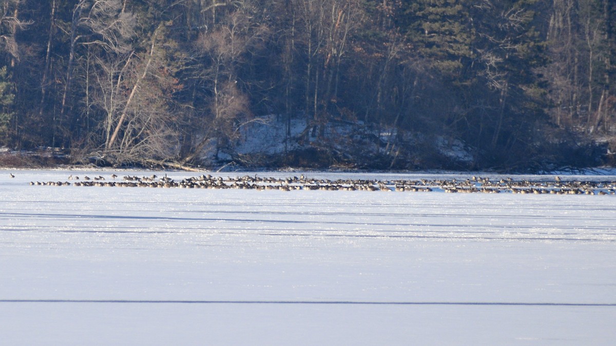 Канадская казарка - ML649275607