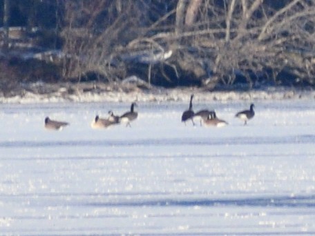 Канадская казарка - ML649275609