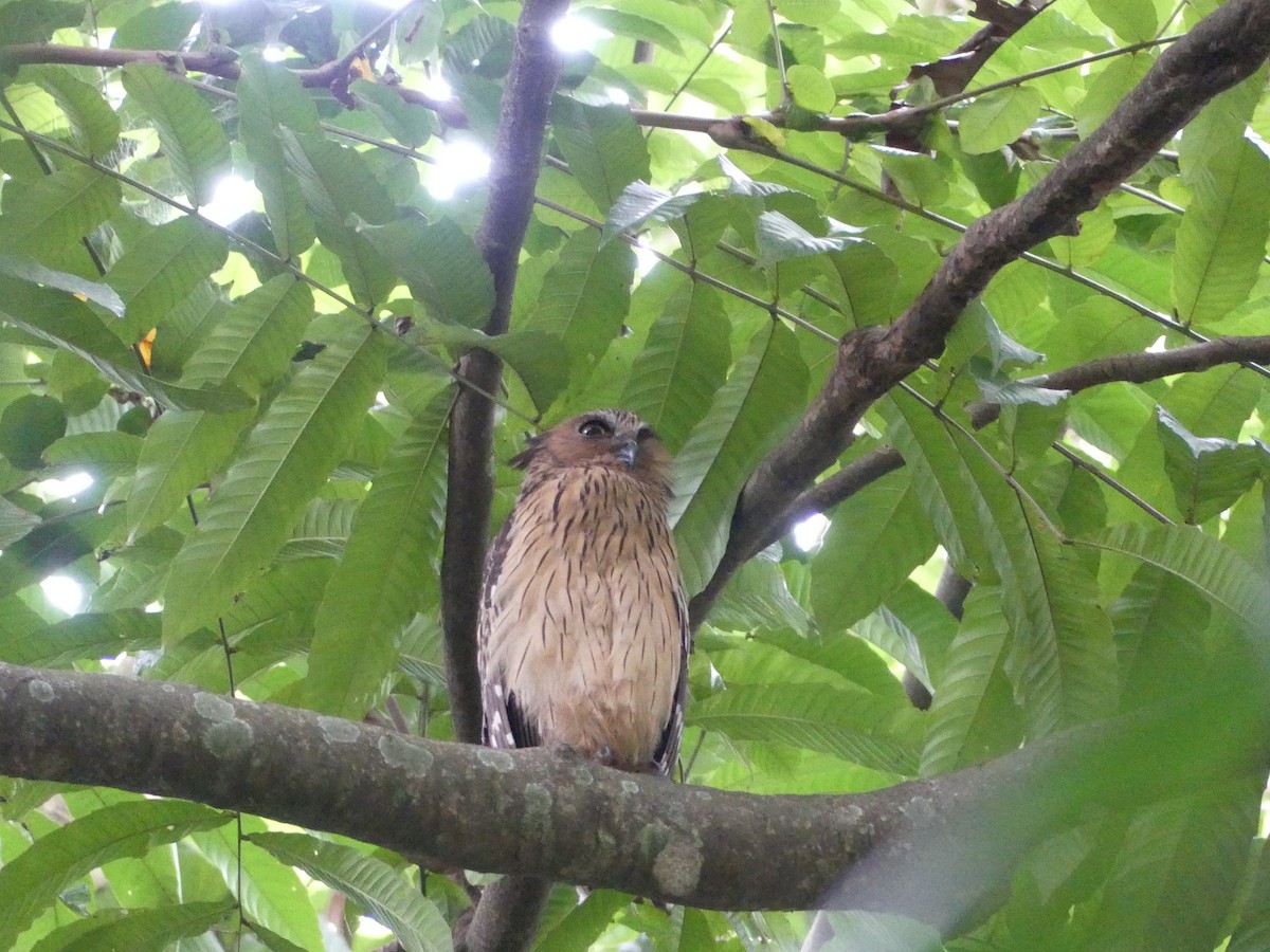 Grand-duc malais - ML649275642