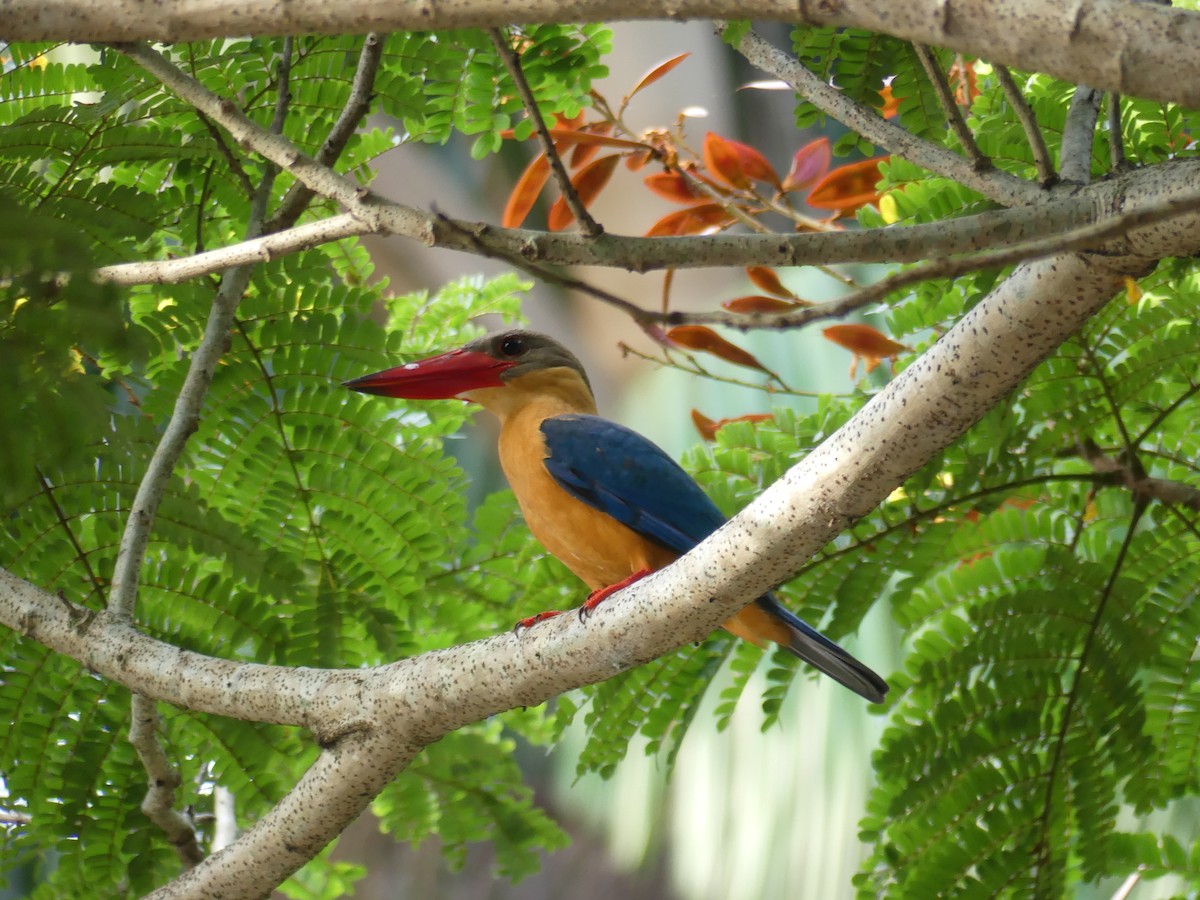 Martin-chasseur gurial - ML649275703