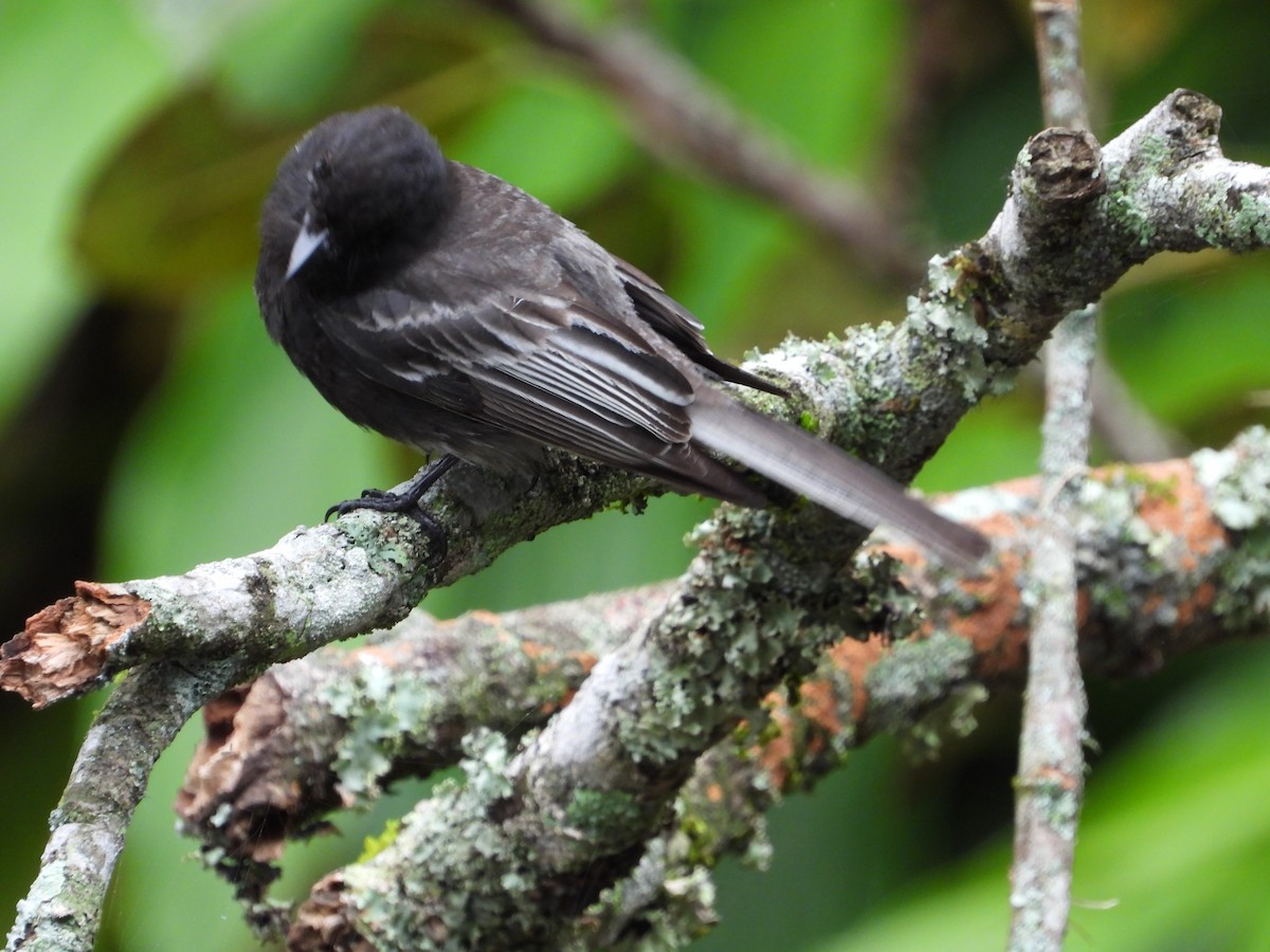 クロツキヒメハエトリ - ML649275766