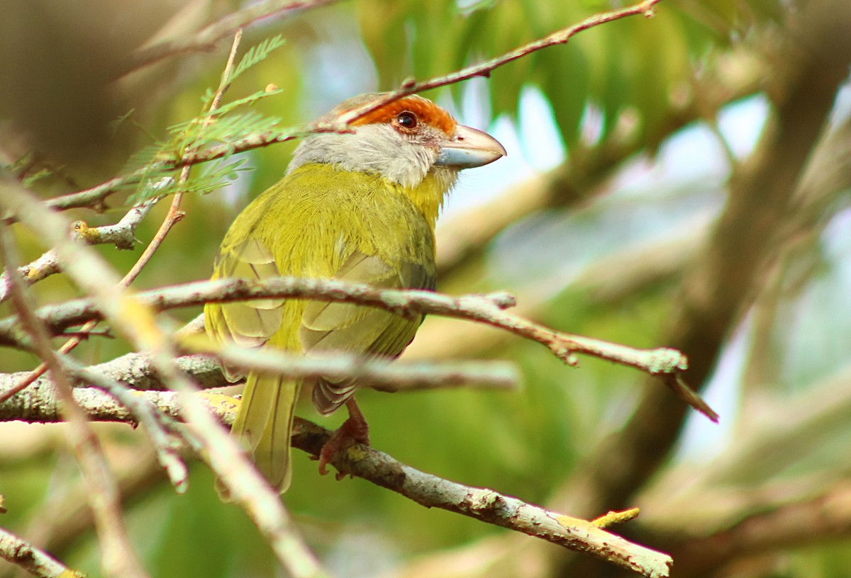 アカマユカラシモズ - ML649275770