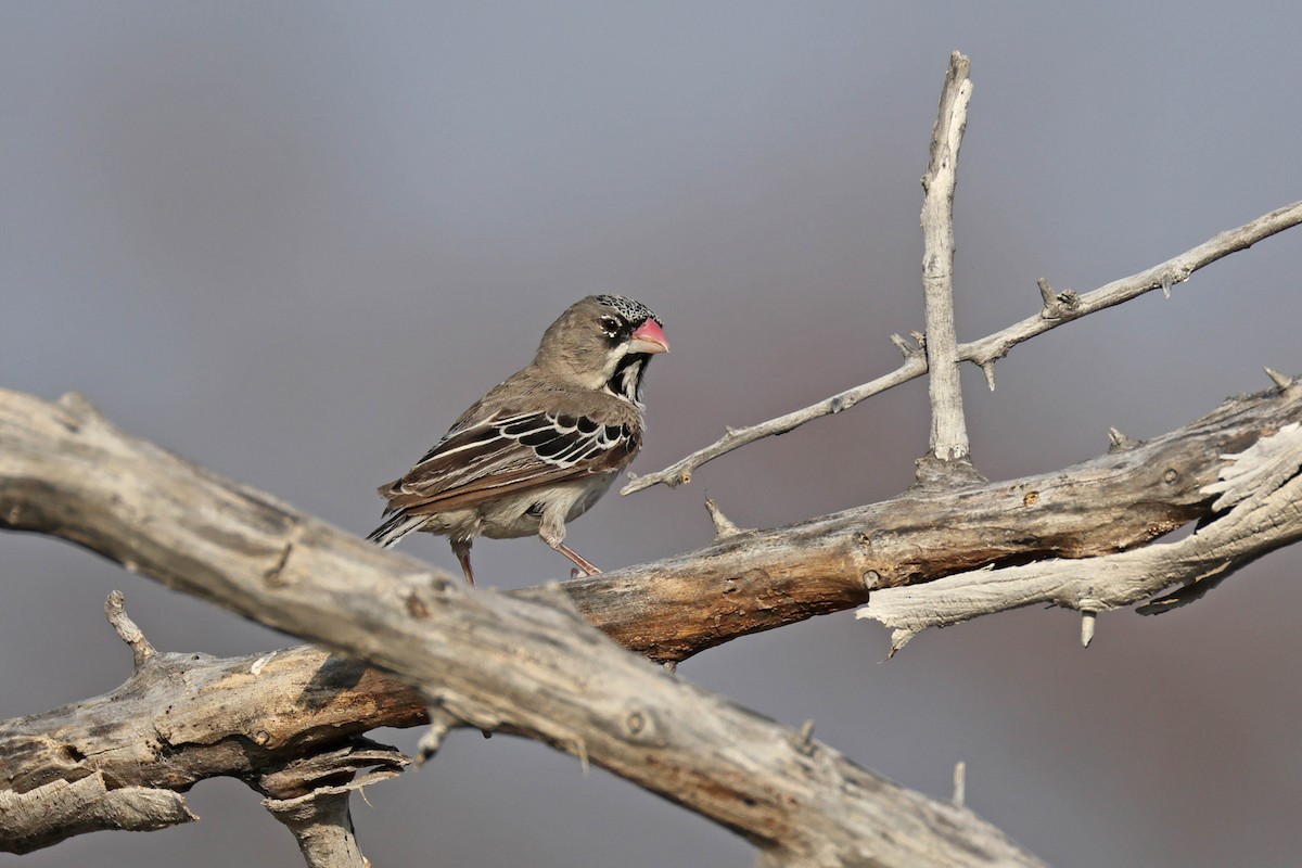 キクスズメ - ML649275773