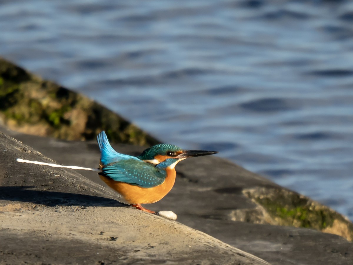 カワセミ - ML649275776