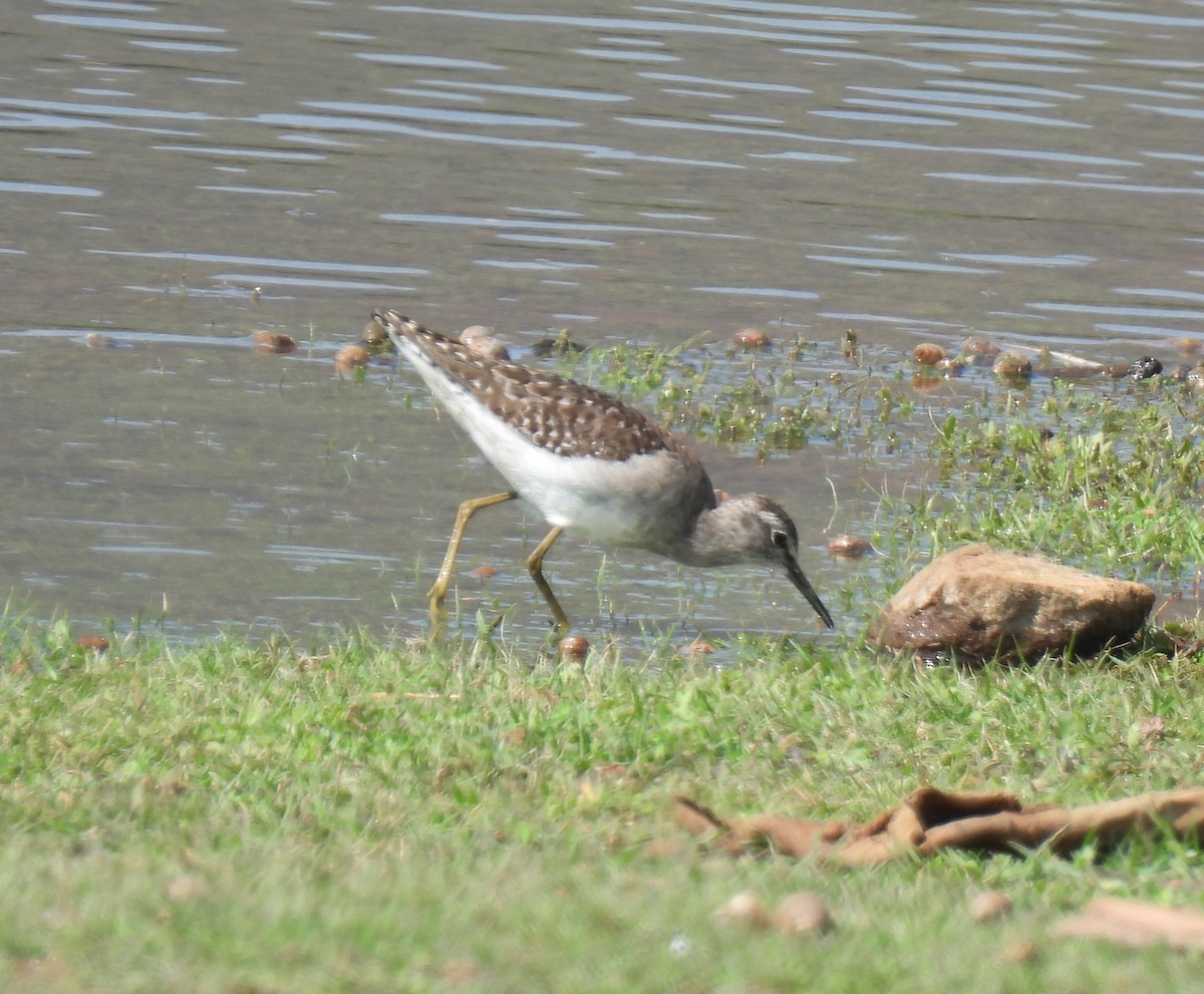 タカブシギ - ML649275777