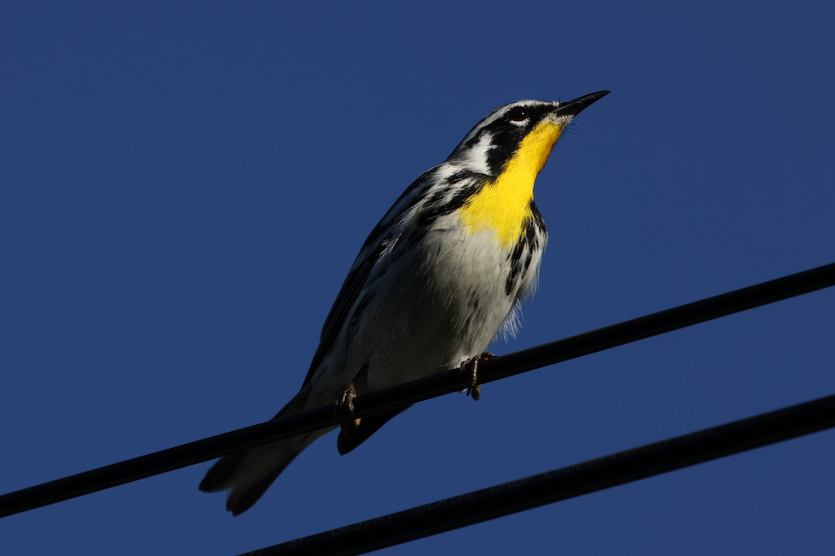 キノドアメリカムシクイ（albilora） - ML649275778