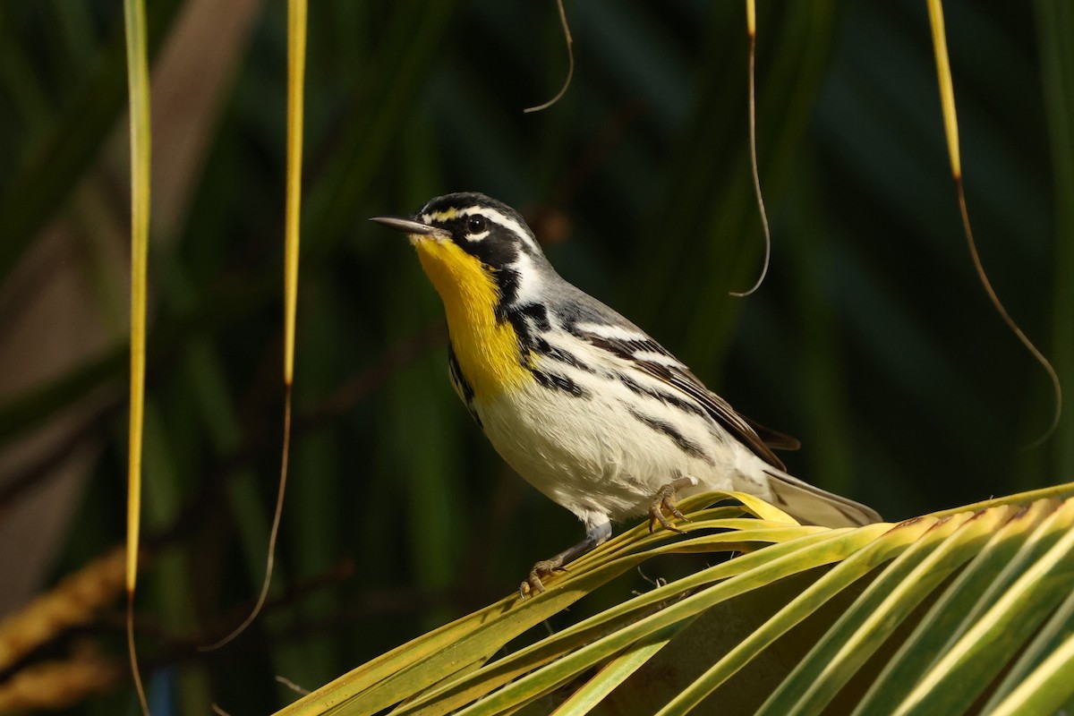 キノドアメリカムシクイ（albilora） - ML649275779