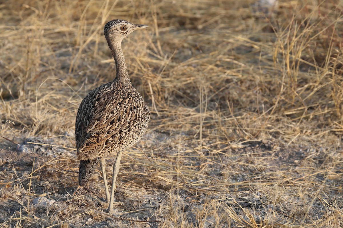 カンムリショウノガン - ML649275784