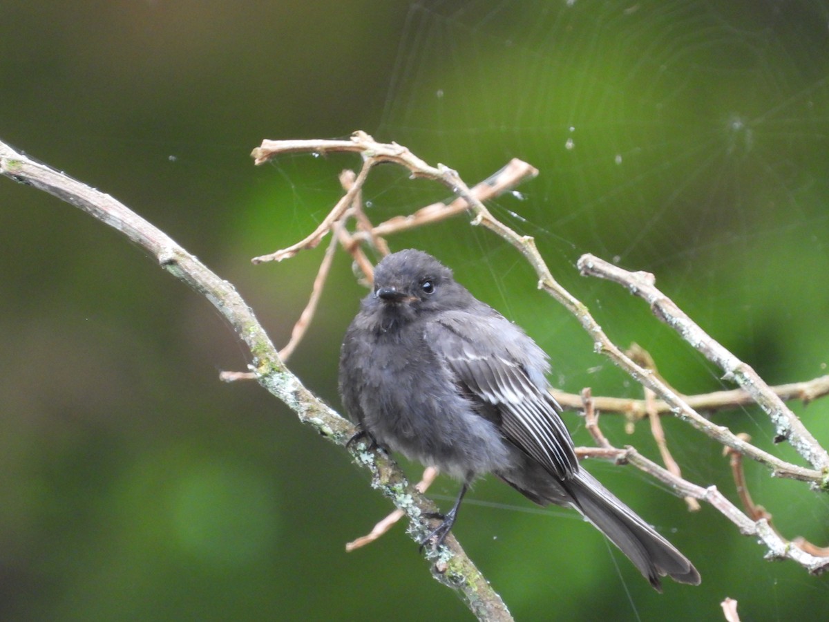 クロツキヒメハエトリ - ML649275786