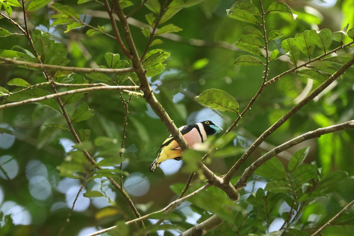 クビワヒロハシ - ML649275787