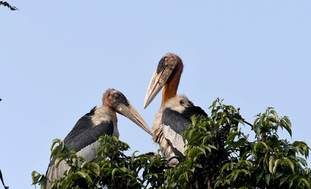 オオハゲコウ - ML649275788